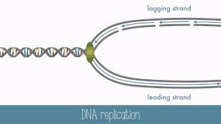 DNA Replication [upl. by Anne-Corinne628]