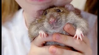 The CUTEST most ADORABLE RATS 2 [upl. by Carolin]