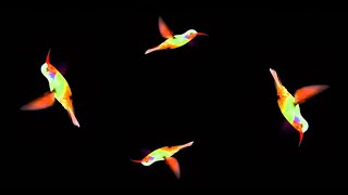 Holograms jellyfish butterfly fireworks bird [upl. by Iden62]