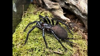 Macrothele gigas Japanese Giant Funnel Web rehousing and care notes [upl. by Gilbert]