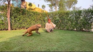 Best monkey dance bandriya ka dance bandar tamasha Best monkey [upl. by Anillehs]