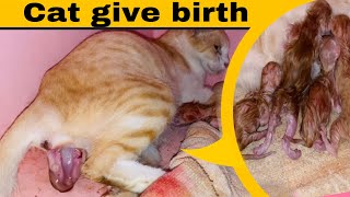 Cat giving birth 4 kittens ll Pregnant cat ll TheCatlife [upl. by Edelman321]