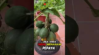 Unbelievable How To Grow Papaya Plants at Home Easily🌟🍐 Part 01 🌍 shorts short unique [upl. by Chancellor]