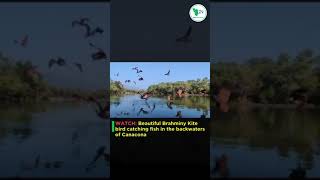 WATCH Beautiful Brahminy Kite bird catching fish in the backwaters of Canacona [upl. by Rainger430]