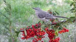 Northern Mockingbird pair  sharing Pyracantha berries [upl. by Tatia768]