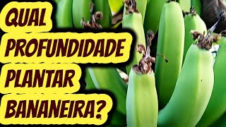 Qual a profundidade ideal para plantar um pé de banana Qual tamanho fazer a cova da bananeira [upl. by Leehar760]