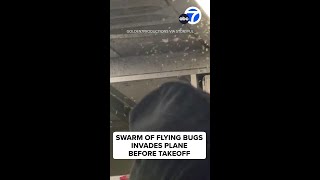 Swarm of bugs invades plane before takeoff [upl. by Katherine]