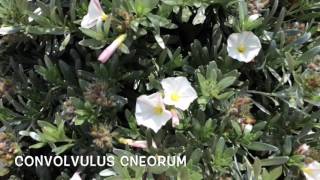 Convolvulus cneorum Garden Center online Costa Brava  Girona [upl. by Margetts]