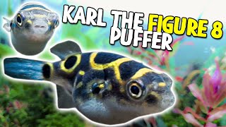 Everyone Meet My NEW FIGURE 8 Puffer Karl [upl. by Latrena996]