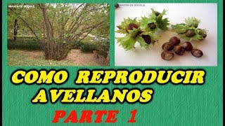 CÓMO GERMINAR AVELLANAS  1ª PARTE  Todo Huerta y Jardín [upl. by Nnahs]