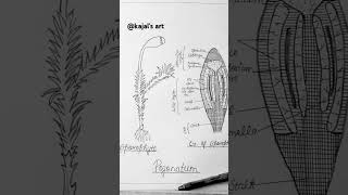 Sporophyte of Pogonatum diagrameasydrawing viral reels trending art shorts [upl. by Esinet15]