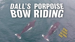 Dalls Porpoise  Wake Riding  Kenai Fjords National Park [upl. by Feune]