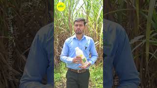 Sugarcane Special NPK Consortia  Bio Fertilizer for Sugarcane  ऊस स्पेशल [upl. by Acsehcnarf]