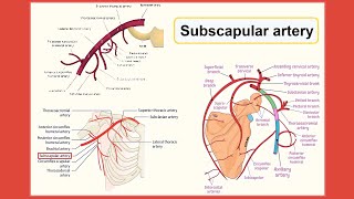 subscapular artery [upl. by Yrral]