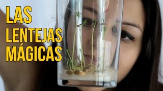 El experimento de las lentejas mágicas Experimentos Caseros [upl. by Aivilys]