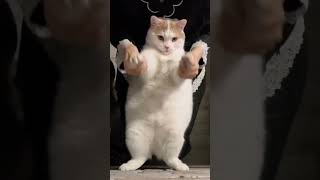 Fat cat dance cat funny dance that smile your day funnydance funny catdance catfunny video [upl. by Anaidni549]