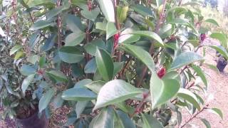 Big Plant Nursery  Photinia x fraseri Red Robin [upl. by Simmons]