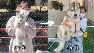 【ハスキー犬】小さかった子犬がこんなにも大きく成長しました シベリアンハスキー、フィンの成長記録 [upl. by Enidaj]