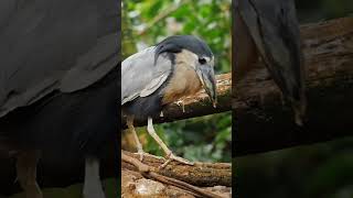 Deliberate Slow and Slightly Hunched Walk of the BoatBilled Heron [upl. by Nelrsa]