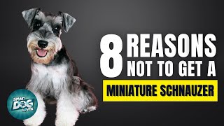 8 Reasons Why You SHOULD NOT Get a Miniature Schnauzer [upl. by Magdalen]