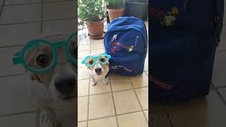 La professoressa Dinglese origini calabrese 👩🏻‍🏫pintus merybijouesciarpina jackrussell comedy [upl. by Publias]