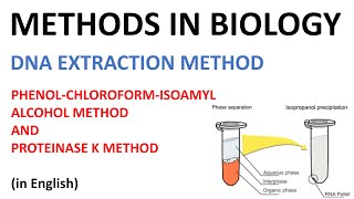 DNA extraction methods  Phenol Cholorofom Isoamyl Alcohol method and Proteinase K method English [upl. by Brawley416]