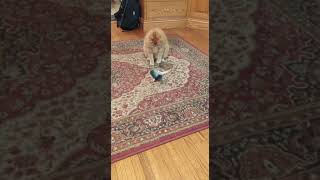 Flippity Fish Interactive Cat Toy  shorts gadget [upl. by Tiffa]