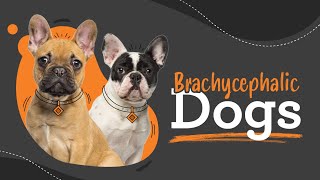 BOAS brachycephalic obstructive airway syndrome [upl. by Crescantia]