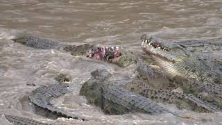 Great Migration River Crossing Masai Mara Kenya  Zebras amp Wildebeests LowisandLeakey Safaris [upl. by Askari]