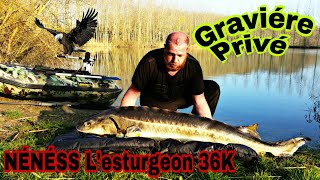 Peche a la carpe  20commune  esturgeon 36kg  miroir 20kg [upl. by Kcinimod]