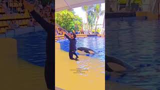 Dolphin Show Acrobatic Tricks and Fun dolphins dolphinlove dolphins swimming dolphinlove [upl. by Aiek]