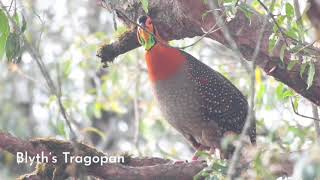 The rare Blyths Tragopan from Bhutan [upl. by Kcirret]