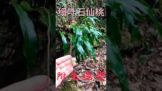 Cliff epiphyteSchizonepeta tenuifolia。绝壁附生细叶石仙桃 [upl. by Ardnuassac]