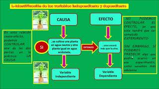 ¿Cómo crece una planta en el agua Semana 27 día 2 [upl. by Brandyn180]