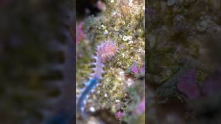 halloween Polychaeta bristleworm reef aquarium cleanupcrew [upl. by Yragerg]