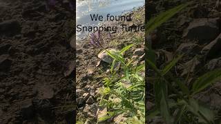 We Found Snapping Turtle Shell and Skeleton [upl. by Rivi]