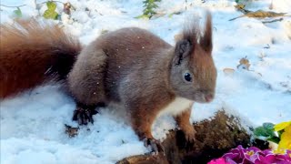 Squirrels Snow Flowers  Episode 2 🌺❄️ Eichhörnchen Schnnee Blumen  Folge 2 [upl. by Arytas]