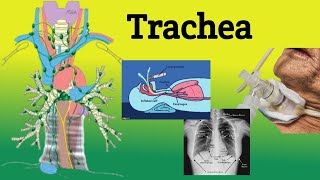 Trachea  Anatomy Location Relations Clinical Correlations [upl. by Laureen859]