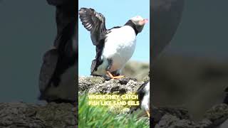 Exploring the Life of the Atlantic Puffin From Burrows to Beaks wildlifefacts facts [upl. by Volny126]