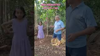 dhoop tree धूपाचे झाड Ailanthus malabaricum konkan guhagar tree trees agriculture trending [upl. by Mukund]