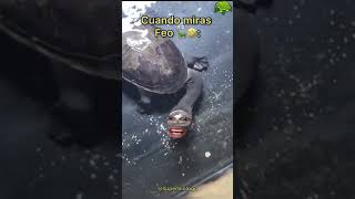 Tortuga Estando de Mal Humor 🐢 Final inesperado 🤣🤣🤣 [upl. by Nylannej]