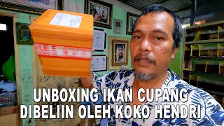 UNBOXING IKAN CUPANG DI BELIIN KOKO HENDRI [upl. by Amees487]