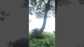 good morning Enjoy the natural beauty of Bhatiari good morning natural shortvideoyoutube [upl. by Haeluj]