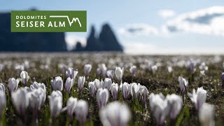 Sping in the Dolomites region Seiser Alm🌼 ☀️ [upl. by Niccolo]