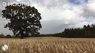 Wind Blowing through a Wheat Field and a Great old Oak Tree Dark Screen in 1 Hour 9 Hours [upl. by Noreik]