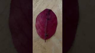 Look at this leaf I found a couple of weeks ago bfdi leafybfdi evilleafy fyp objectshow osc [upl. by Demetria284]