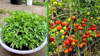 Tomato Growing Step by Step Tomato Seed Germination Transplantation Trellis Design and Harvest [upl. by Eidorb]