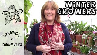 Tips amp Tricks for Winter Growing Bulbs  How to NOT Rot South African Bulbs [upl. by Ellennaj]