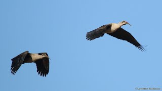 Hadeda Ibises calling in flight [upl. by Chilson]