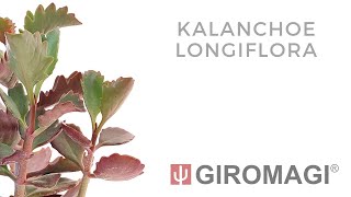 Kalanchoe longiflora [upl. by Dusen]